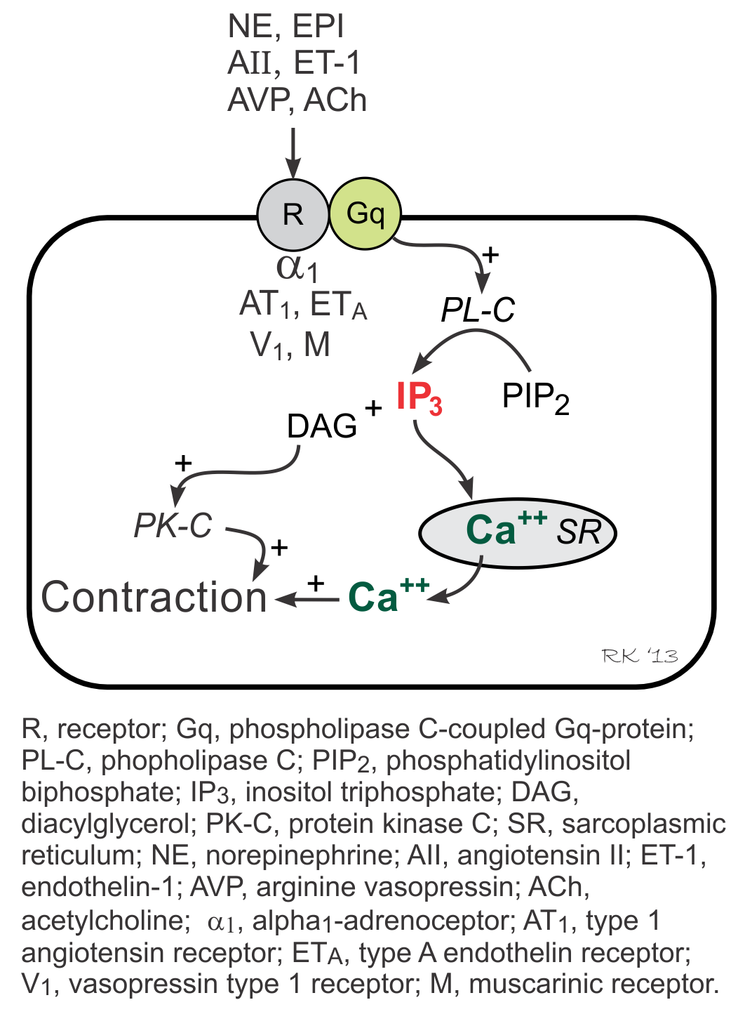 vascular Gq-protein linked inositol triphosphate pathway