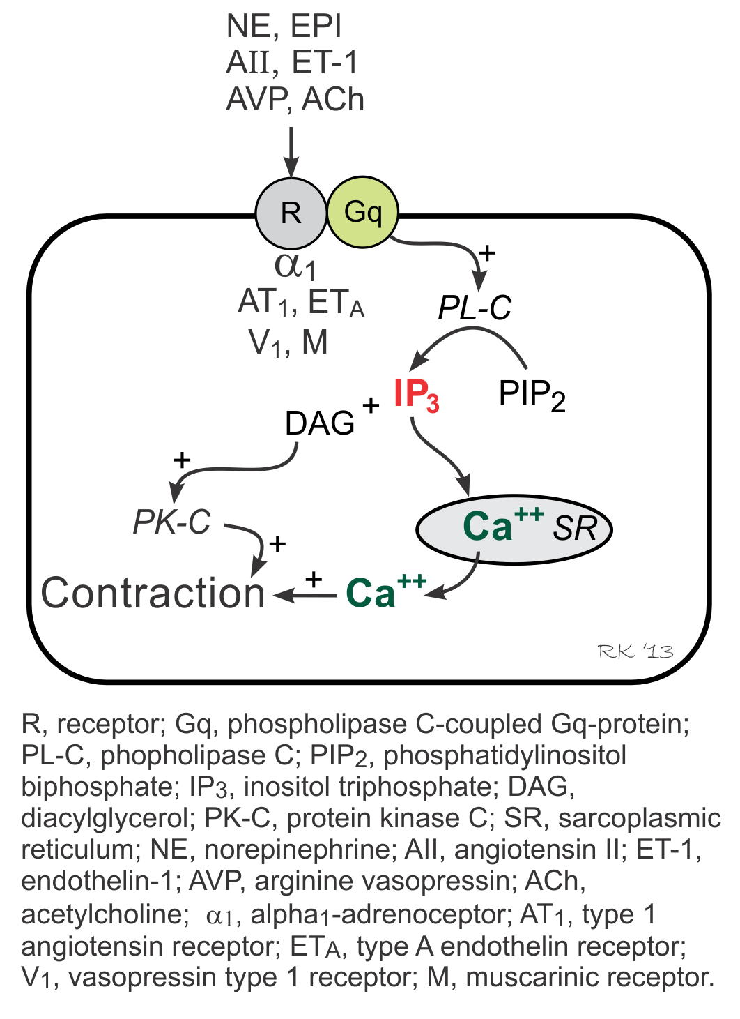 calcium and ip3 in signaling pathways