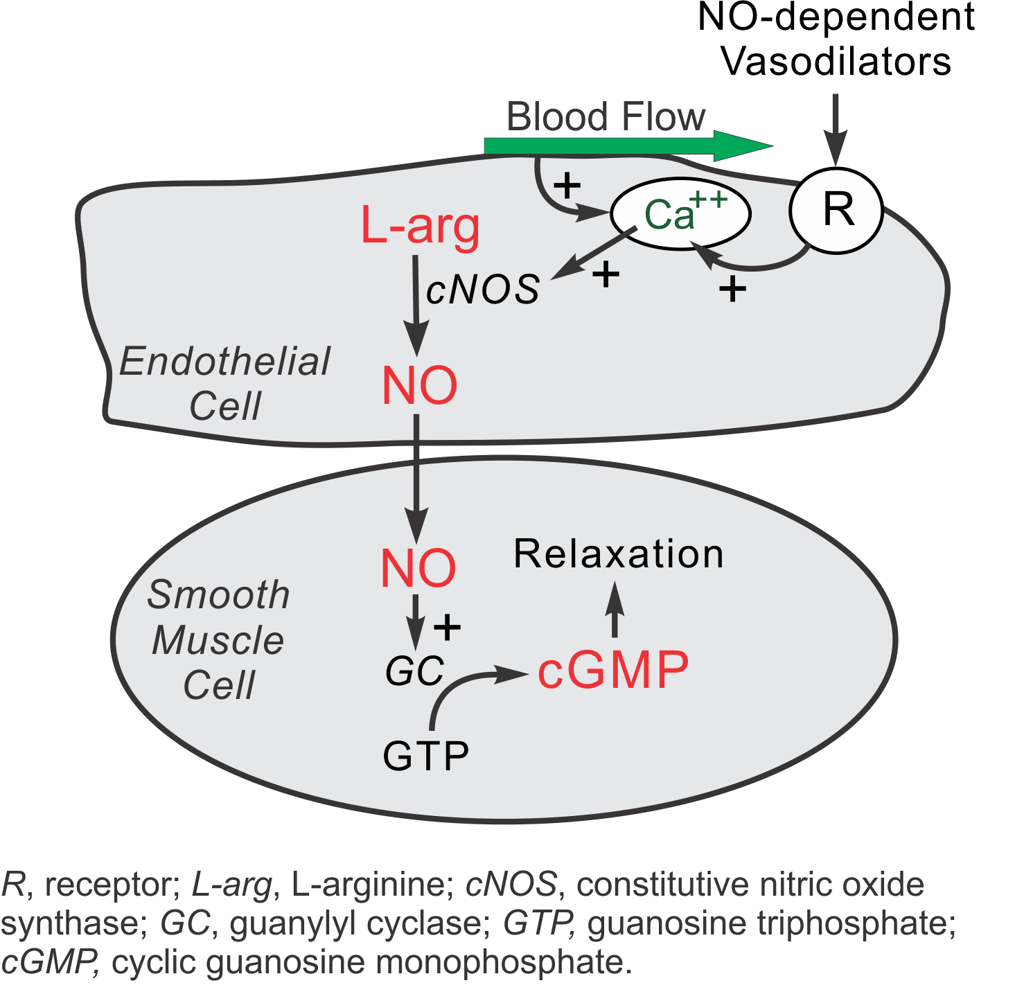 nitric oxide formation and metabolism
