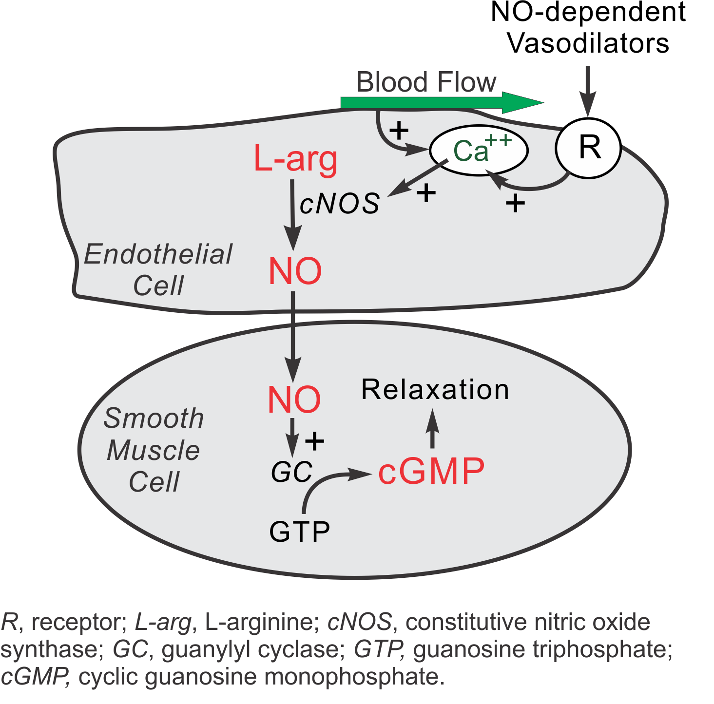 Nitric oxide and blood flow