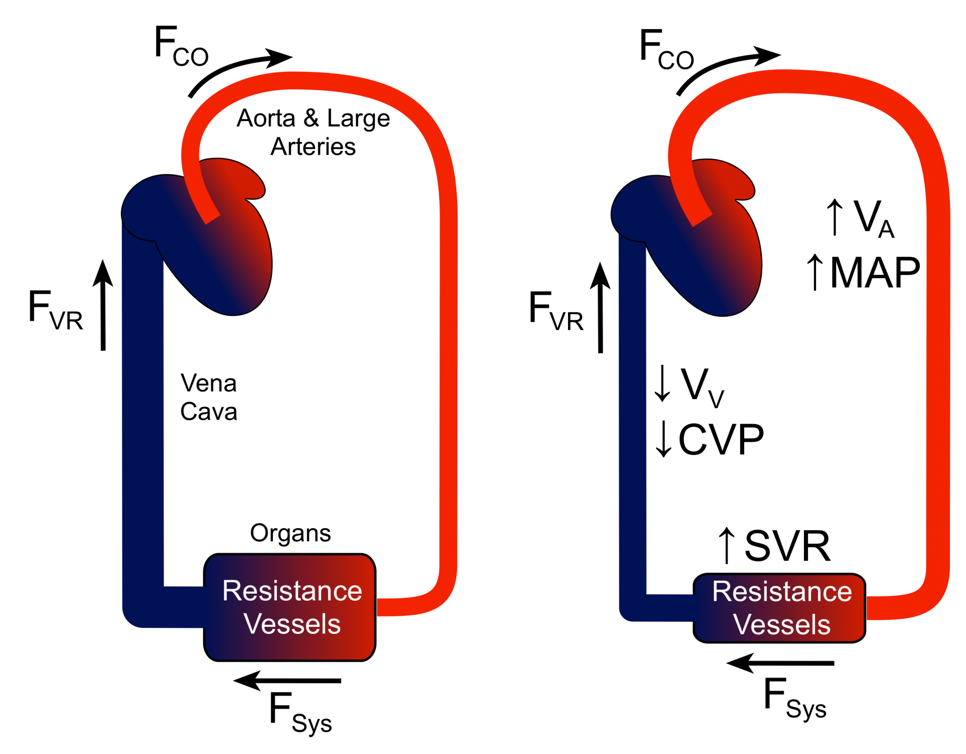 CV Physiology Mean Arterial Pressure 41 OFF